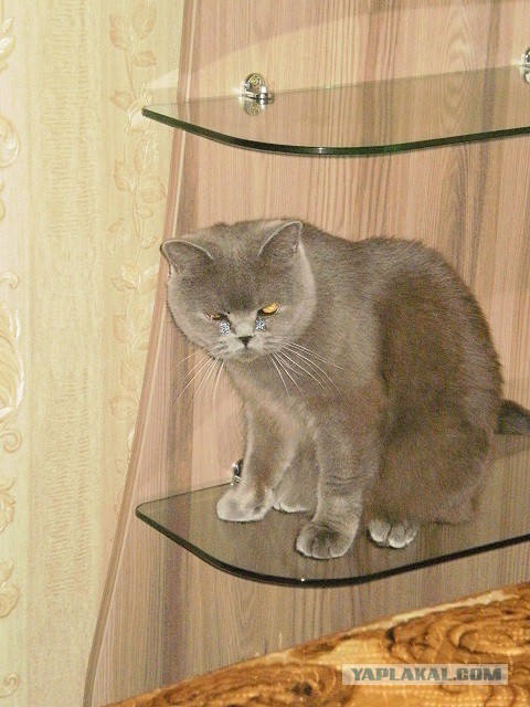 Британские котята