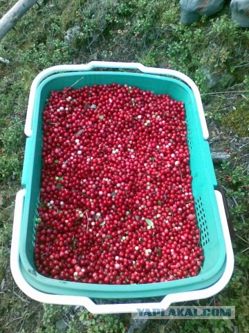 Немного летнего позитива