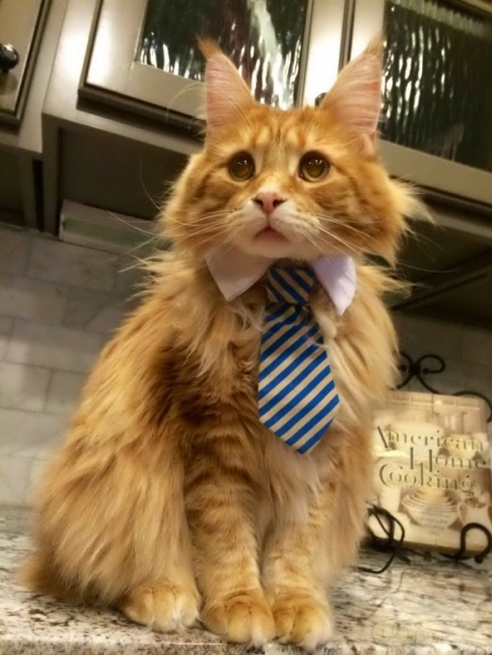 Забавные коты, ведущие себя как офисные работники