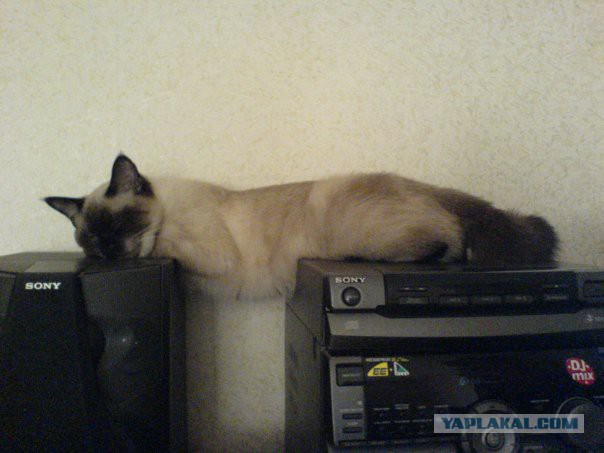 Котовторник 29-09-2015,