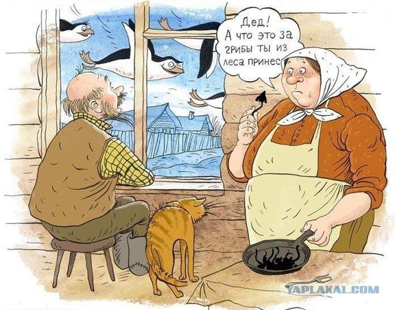 О чём думают грибы?