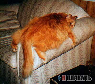 Коты, кошки, котята