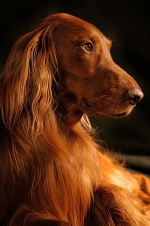 Собакочетверг