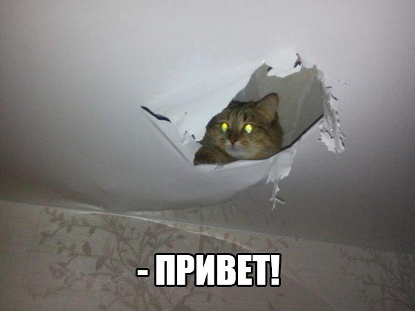 Мохнатые беспредельщики