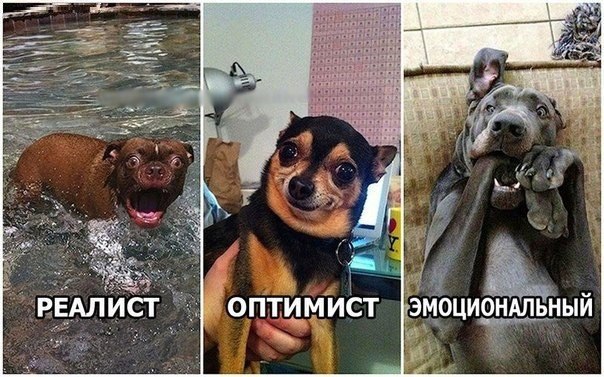Мохнатые беспредельщики