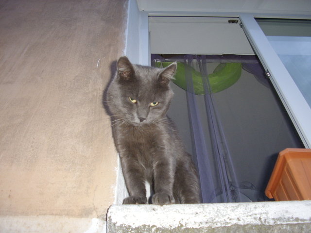 Котомет на вторник (18.12.2007)