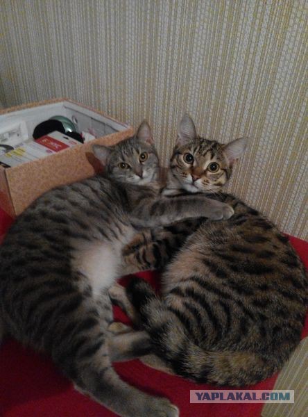 Найденыши (Кото понедельник)