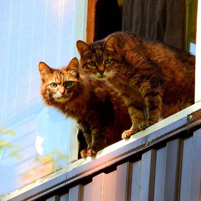 Коты из сети