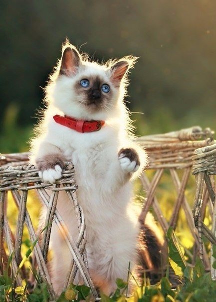 Коты из сети