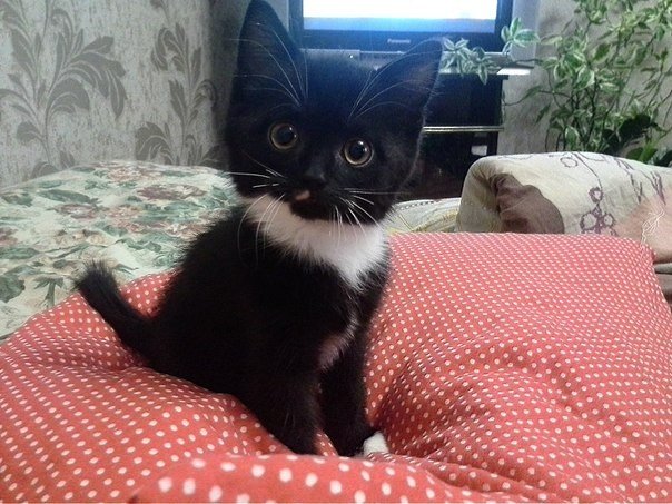 Коты и Кошки