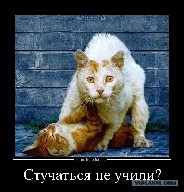 Смешные картиночки с интернетов