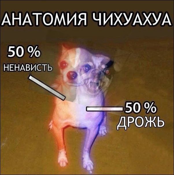 Подборка забавных животных