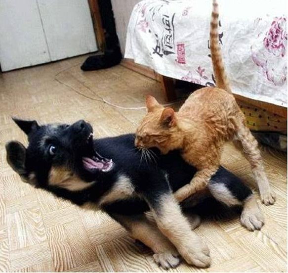 Прикольных котов пост