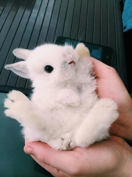 Живность из сети