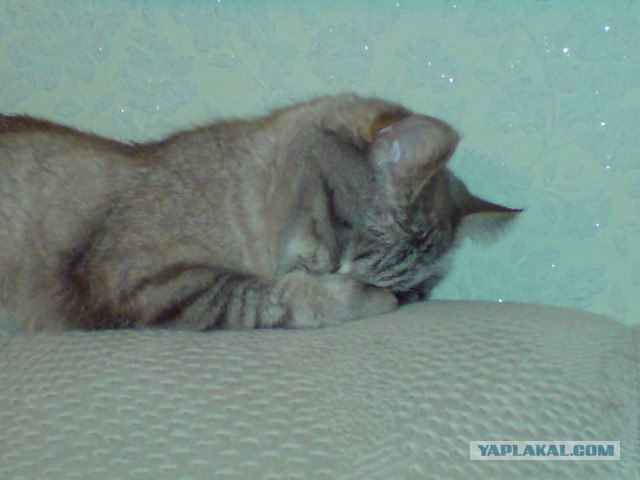 Котовторник на ЯПлакалъ