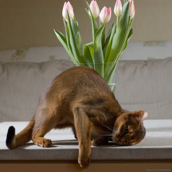 Котовторник, Весна, Цветы!