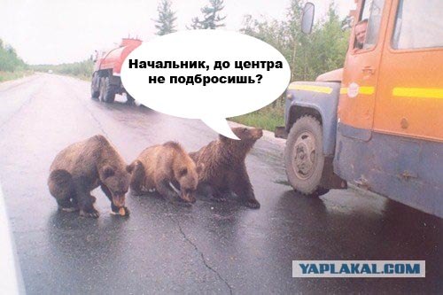 Три медведя