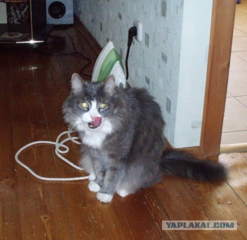 Кошачий язык