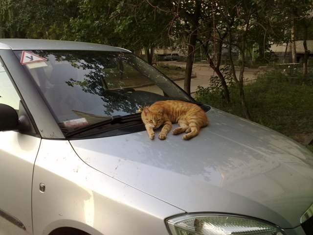 Котовторник - С праздником, котоводы!