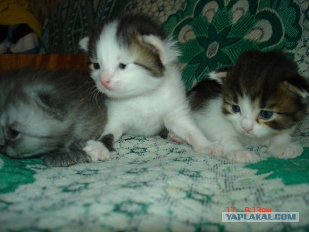 Котовторник уже сегодня!