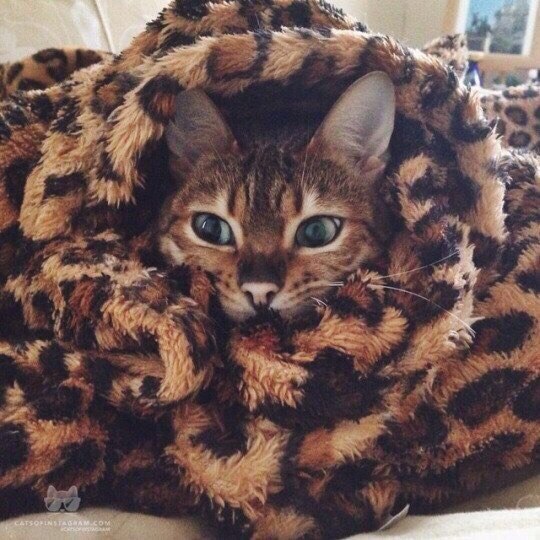 Забавные фото котеек