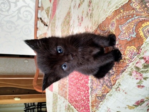 Котовторник же!