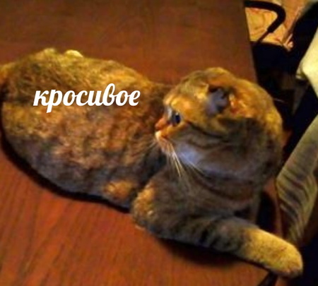 Спасение стола с помойки