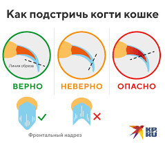 Удалять кошке когти?