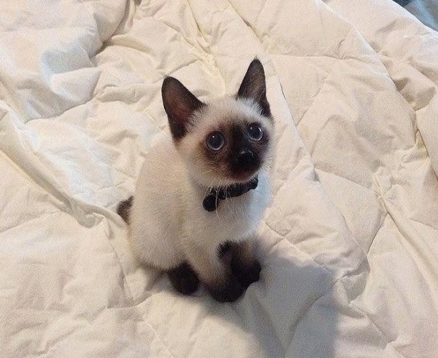К котовторнику