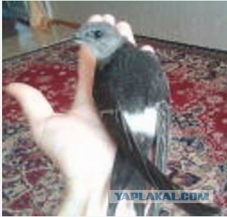 Инкубатор? Их есть у меня