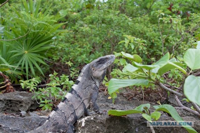 Riviera Maya - Рай на земле
