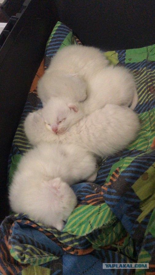 Без кота жизнь не та