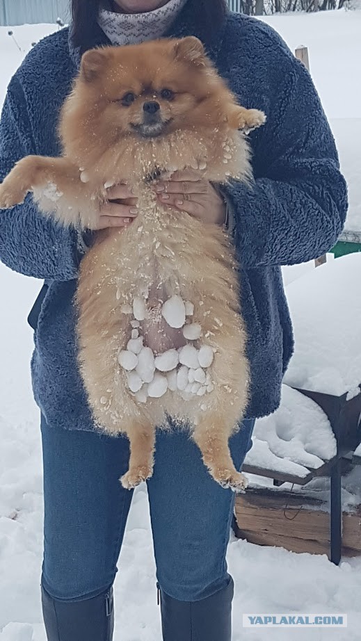 Ну чё, погнали наши городских!
