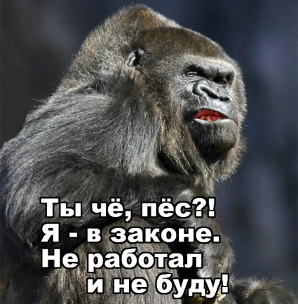 Почему обезьяны пинают х*и?