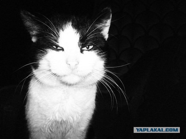 Наглость - второе счастье