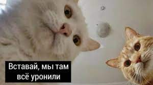 Прошу помощи в знакомстве с женщиной в интернете