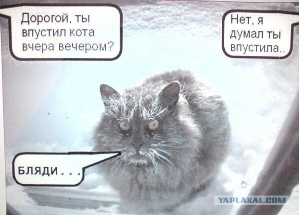 Котейка радуется снегу