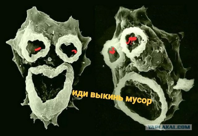 Самые смертоносные паразиты в природе