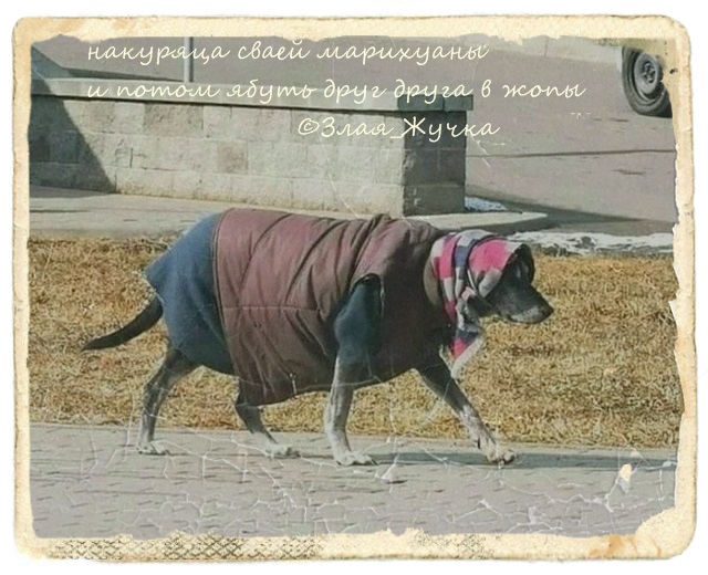Представляю вашему вниманию...