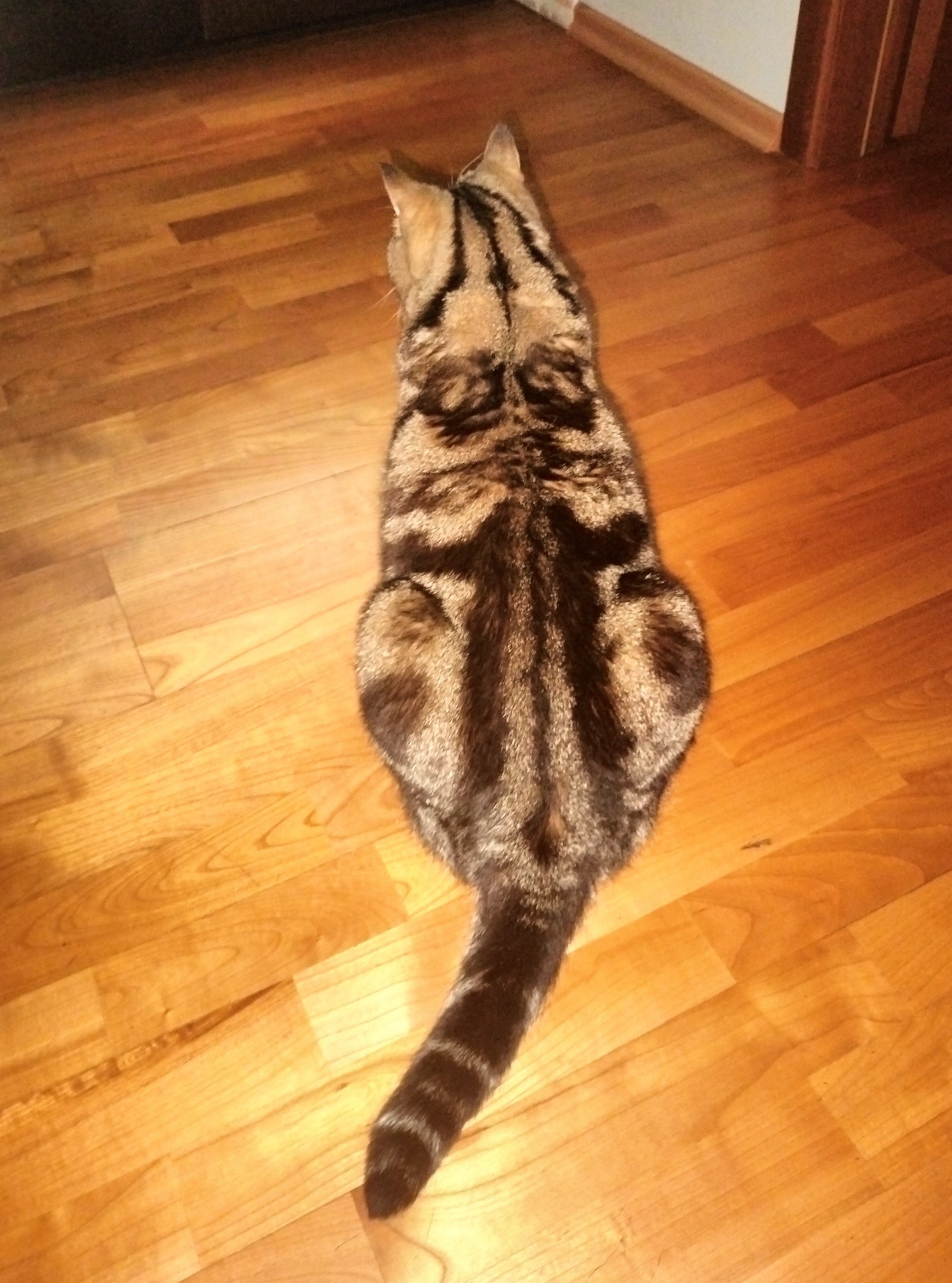 К котовторнику. Кот Роршаха