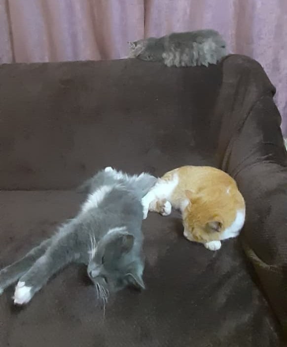 Спящих котеек тред