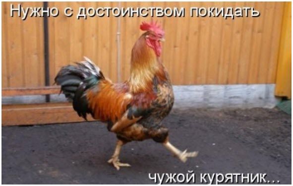 В Перу петух, участвовавший в боях, убил своего хозяина, перерезав ему шею