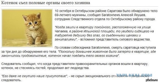 Мой котик