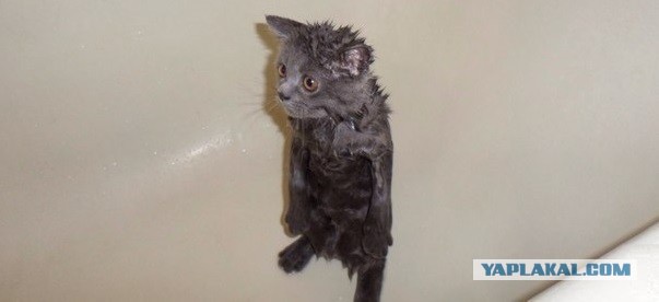Сегодня мыли котов :3