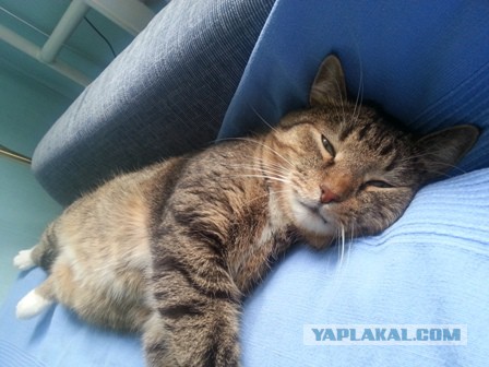Котовторник 01.04.2014