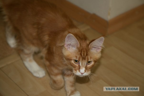 Котовторник  08.04.2014