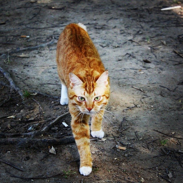 Котовторник 17.06.2014