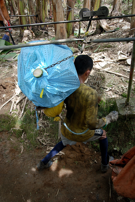Банановая история
