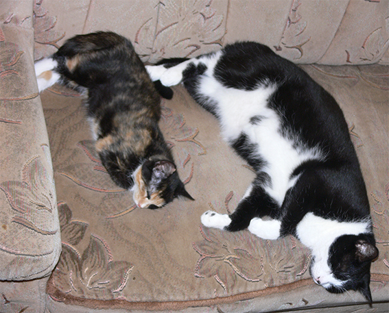 Котовторник 2.12.14