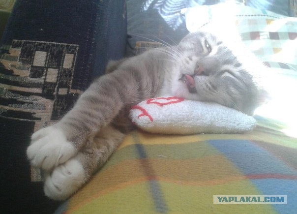 Котовторник  21.07.2015